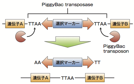 図2 PiggyBacの仕組み