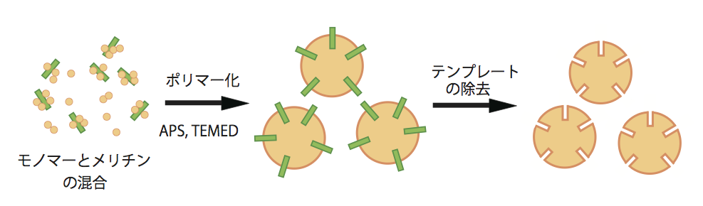 プラスチック抗体