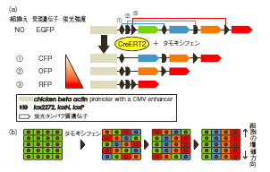 図1 Rainbowシステム