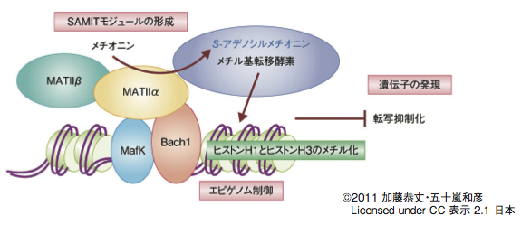 igarashi_2