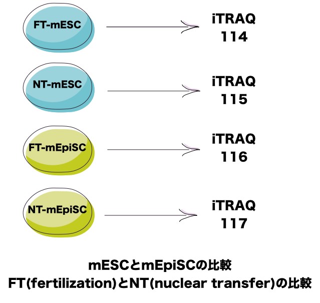 itraq-mESC-mEpiSC